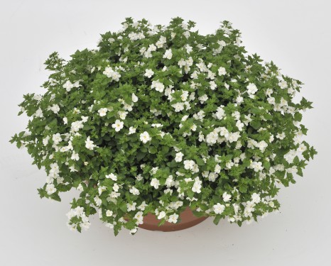 Bacopa double White* 